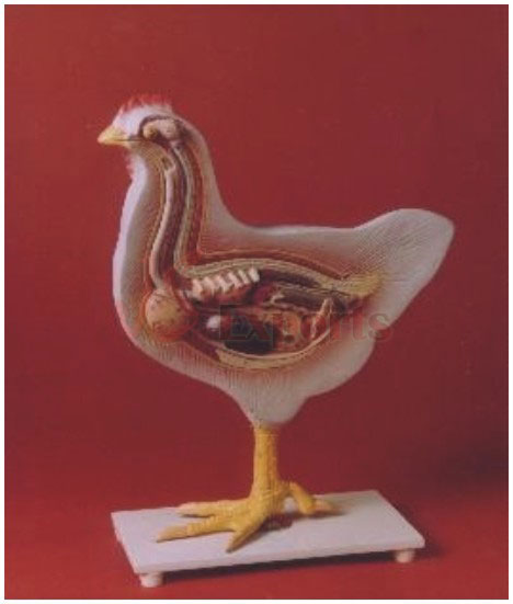 PIGEON ANATOMY